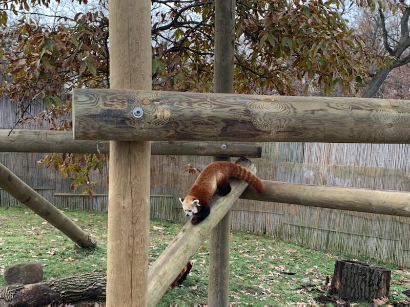 Potawatomi Zoo Red Panda Exhibit